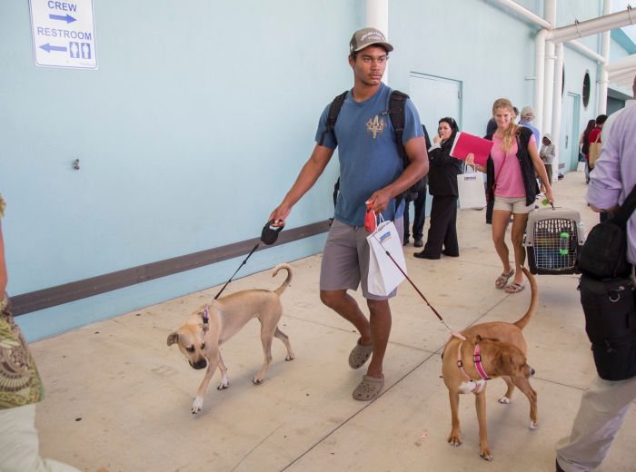 Pets evacuated from Puerto Rico, St. Croix and St. Thomas return to Port Everglades on board Royal Caribbean International's Adventure of the Seas on Tuesday, Oct. 3, 2017 in Fort Lauderdale, Fla. In addition to 3,400 people, the cruise line has evacuated 127 pets from the affected islands and delivered more than 13,050 pounds of pet food. (Jesus Aranguren/AP Images for Royal Caribbean)