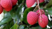 From Farm To Ship On Royal Caribbean: Local Lychees Sweeten the 150 Central Park Menu