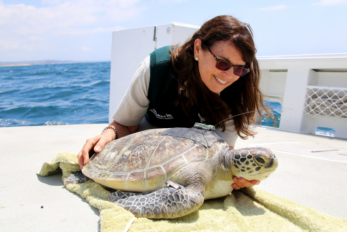 February 2021 – Libby Hall, Taronga Wildlife Hospital Manager, releasing a green turtle. The turtle has been fitted with a tracking device for vital conservation research. Photo credit: Photographer Paul Fahy