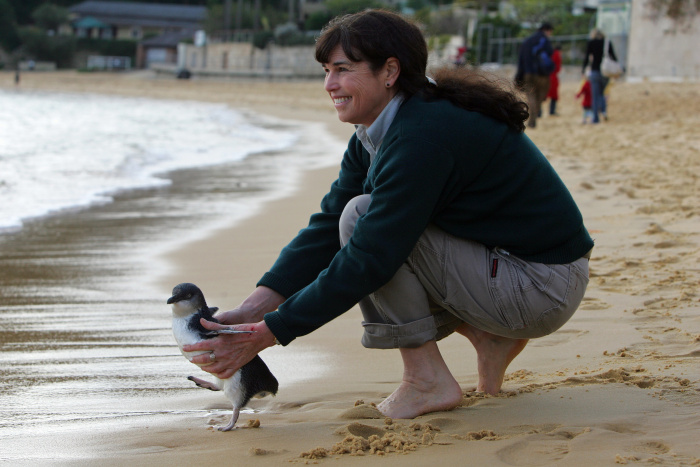 February 2021 – Libby Hall, Taronga Wildlife Hospital Manager, releasing an Australian Little Penguin. Photo credit: Photographer Rick Stevens