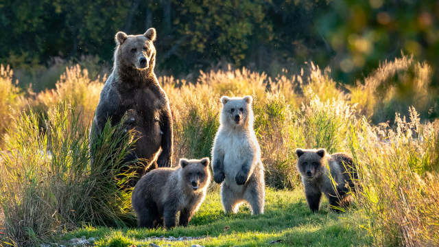 The Best Animal Sightings on Alaska’s Inside Passage