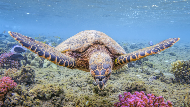 Royal Caribbean and World Wildlife Fund Work to Help the Oceans and Their Wildlife