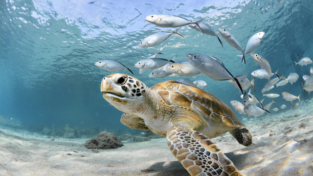 7 Sea Turtle Spots Around the World 