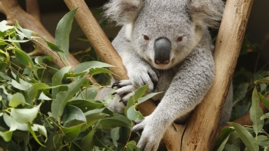 Australia and New Zealand: 10 Bucket List Stops on Your Cruise