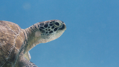 Royal Caribbean International and Taronga Zoo Join Forces for Litter Free Oceans